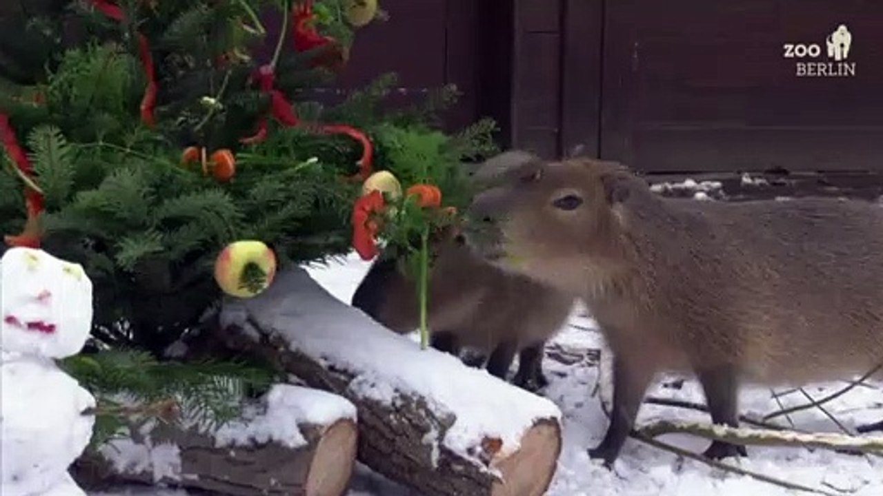 Es weihnachtet sehr: Schöne Bescherung für Wasserschweine im Berliner Zoo