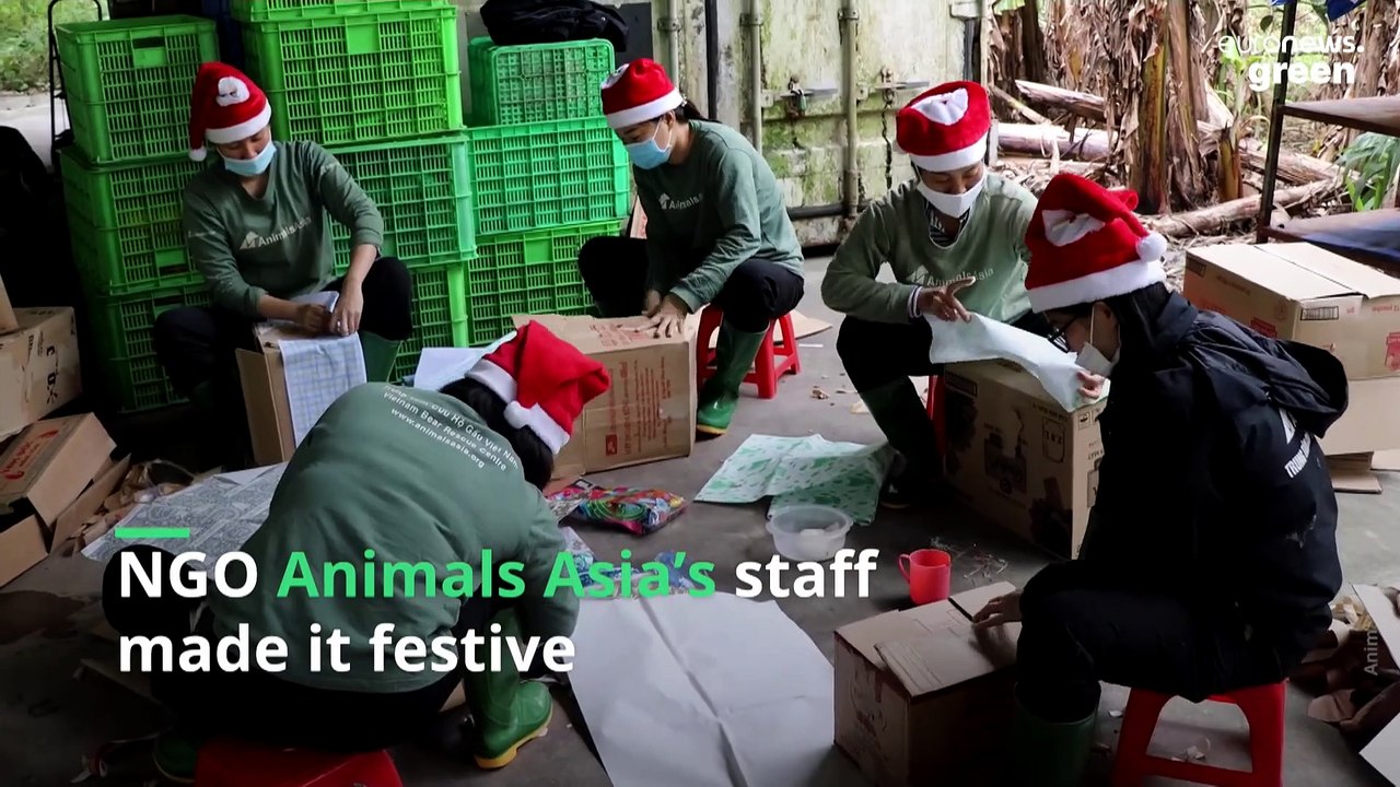 Rescued bears open their Christmas gifts in this Vietnam sanctuary