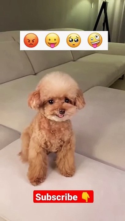 Cutest Puppy Reaction