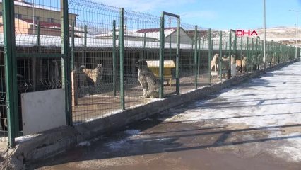 Sivas'ta sokak hayvanları konforlu barınakta soğuktan korunuyor