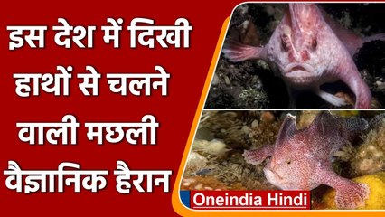 Australia में दिखी हाथों से चलने वाली मछली, वैज्ञानिक भी हुए हैरान | वनइंडिया हिंदी
