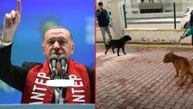 Cumhurbaşkanı Erdoğan, pitbull saldırısına uğrayan Asiye üzerinden köpek sahiplerine sert çıktı: Beyaz Türkler, sahip çıkın hayvanlarınıza