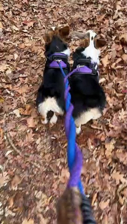 Happiness Is Finding a Good Stick
