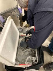 İSTANBUL HAVALİMANI'NDA 4 BİN CANLI TIBBİ SÜLÜK ELE GEÇİRİLDİ