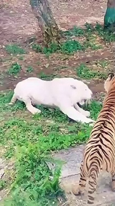 These surreal animal fights caught on camera will astonish you forever