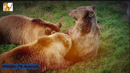Brown Bear Bear Nature Animal Forest Wild Animal
