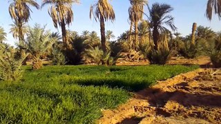 nature de sahara algeria