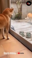 Cats and dogs fighting very funny2021