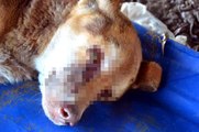 Zonguldak'ta gözleri oyulmuş sokak köpeği bulundu
