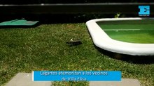Lagartos atemorizan a los vecinos de Villa Elisa