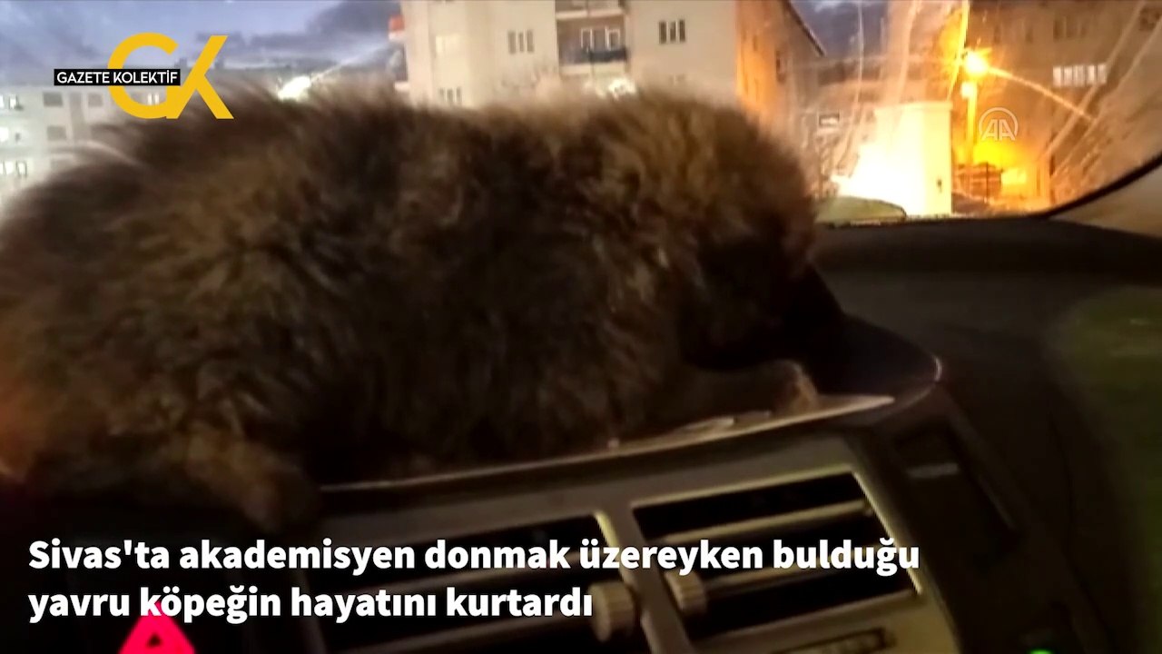 Donmak üzereyken bulduğu yavru köpeği aracına aldı, hayatını kurtardı
