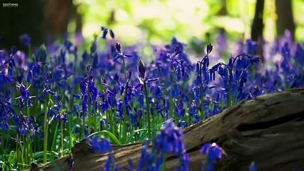 Good morning, beautiful music and nature sounds