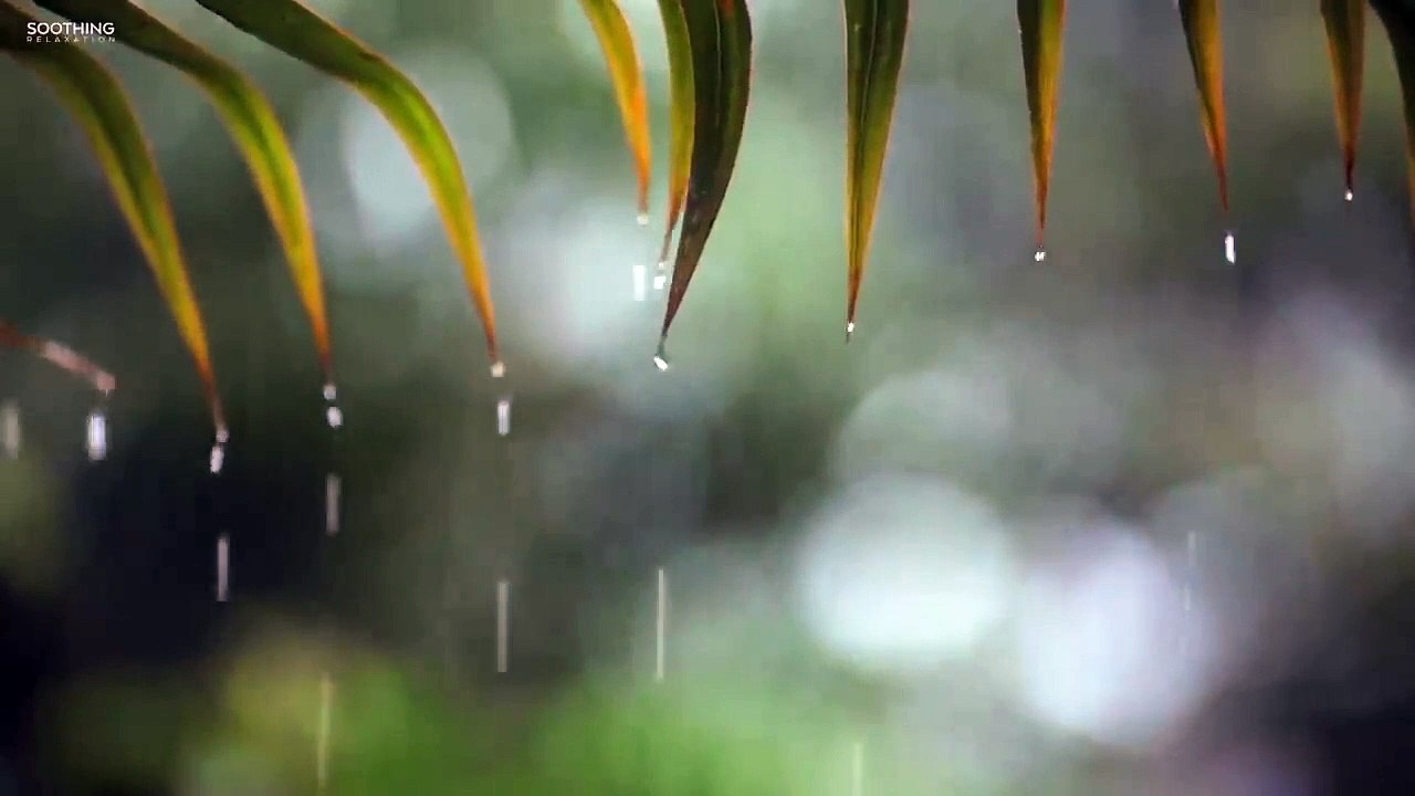 The most beautiful music with the sound of rain