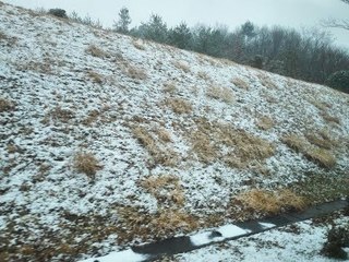 الثلوج تغطي غابات اليابان