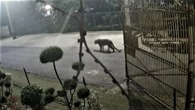 Leopard attack in Gudumba area of Lucknow, 3 injured