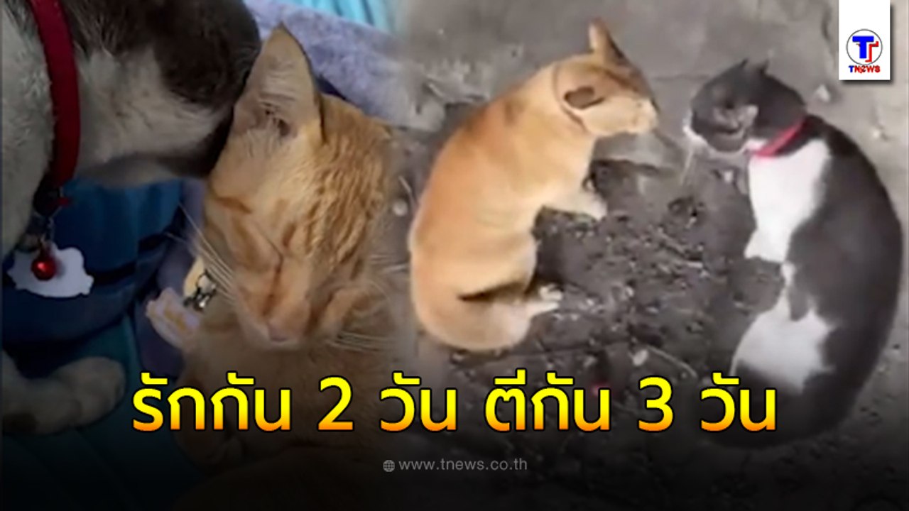 รักกัน 2 วัน ตีกัน 3 วัน ซัดกันไม่หยุด น้องแมวท...