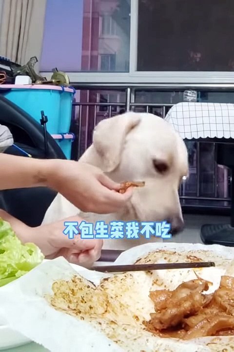 OMG So Cute ♥ Funny Cats and Dogs