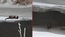 Önce karnını doyurdu, sonra kar banyosu yaptı! Nesli tükenmekte olan su samuru böyle görüntülendi