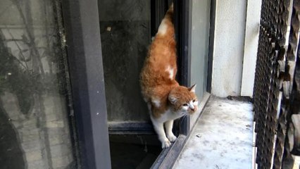 AVCILAR'DA PENCEREDE SIKIŞAN KEDİ KURTARILDI