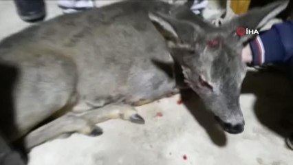 Yaralı karacaya köylüler sahip çıktı