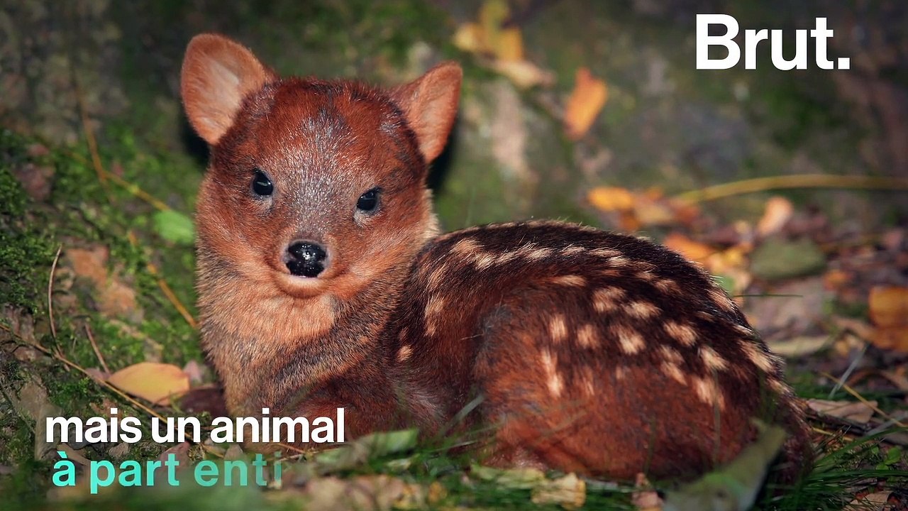 Le pudu, plus petit cervidé au monde