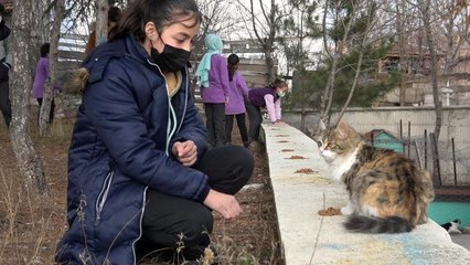 Bu kediler okulun maskotu oldu