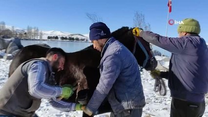 Çıldır Gölü'nde atlı kızakçılara 'kış lastiği' takıldı