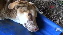 Zonguldak'ta köpeğe kan donduran işkence! | Video Haber