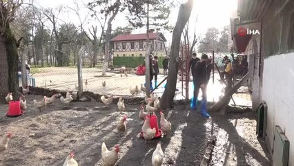 Bursa'da lise öğrencileri öğrenciler keçi sağıp, tavuk bakıyor