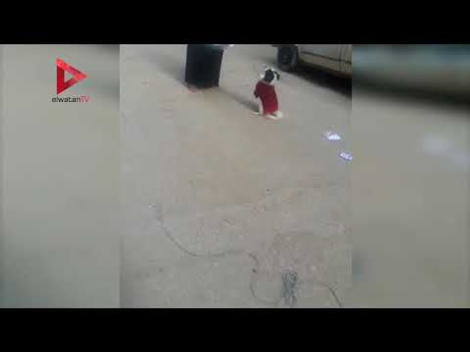 شاهد كلب يسمع كلام صاحبته بطريقة غريبة