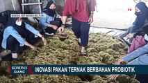 Inovasi Pakan Ternak Berbahan Probiotik, Bisa Bikin Sapi Cepat Besar!