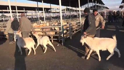 Besiciler hayvanlarını örtülerle soğuktan koruyor