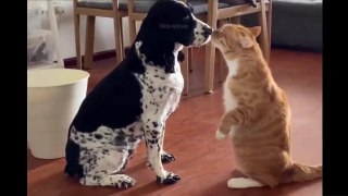 Funniest Animals - Best Of The 2021 Funny Animal Videos #2