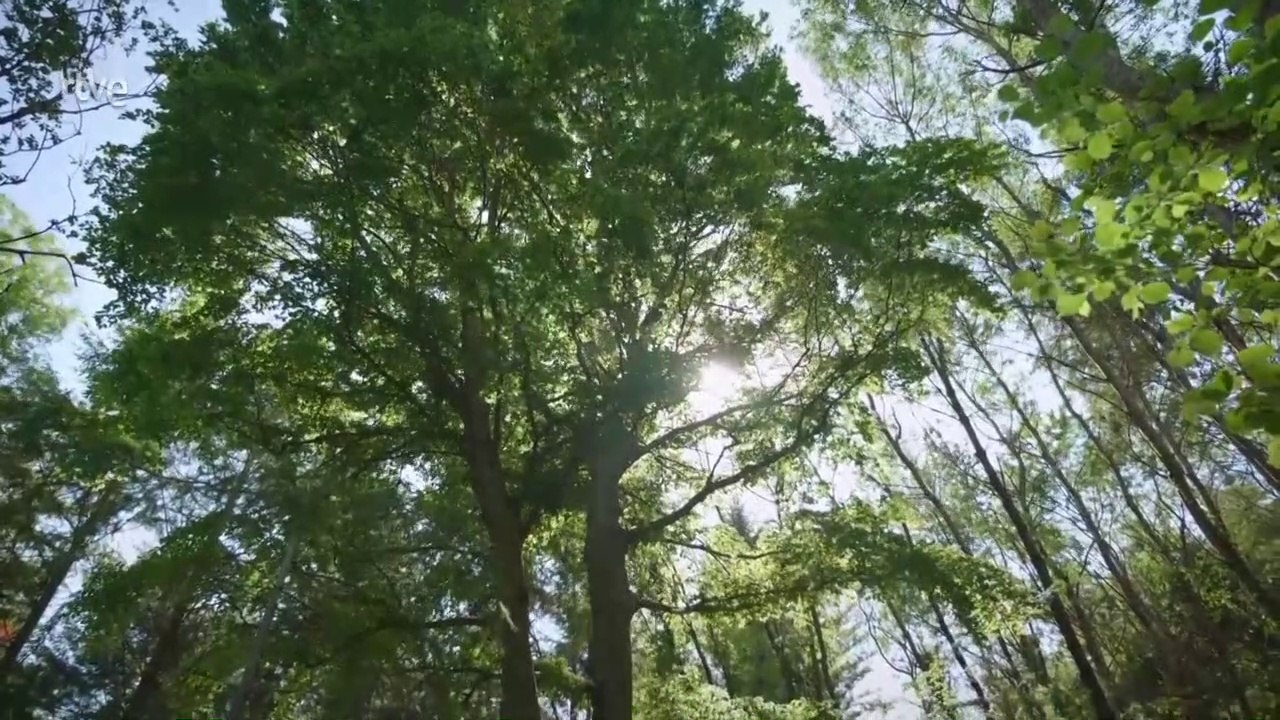 Lo geniales que son los árboles. Grandes Documentales.