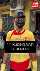 '11 kucing mati serentak'