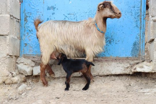 Üç ayaklı oğlak görenleri şaşırtıyor