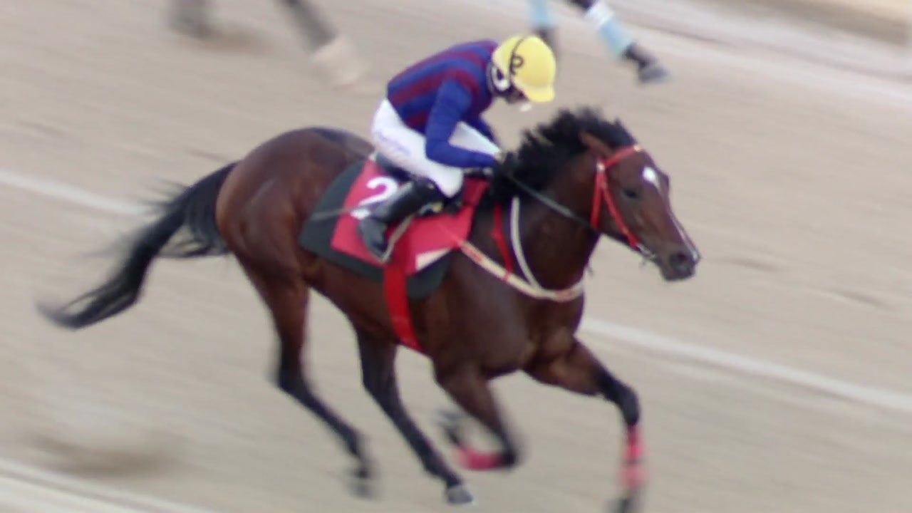 국내 경마 산업, 붕괴 위기...코로나19로 세수 2조 원 증발 / YTN