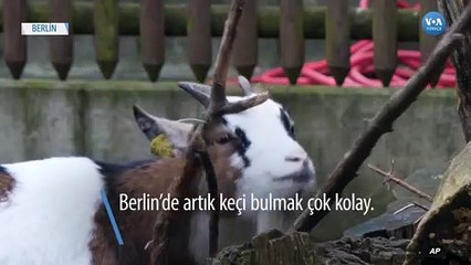 Berlin’de Keçileri Takip İçin Dijital Harita