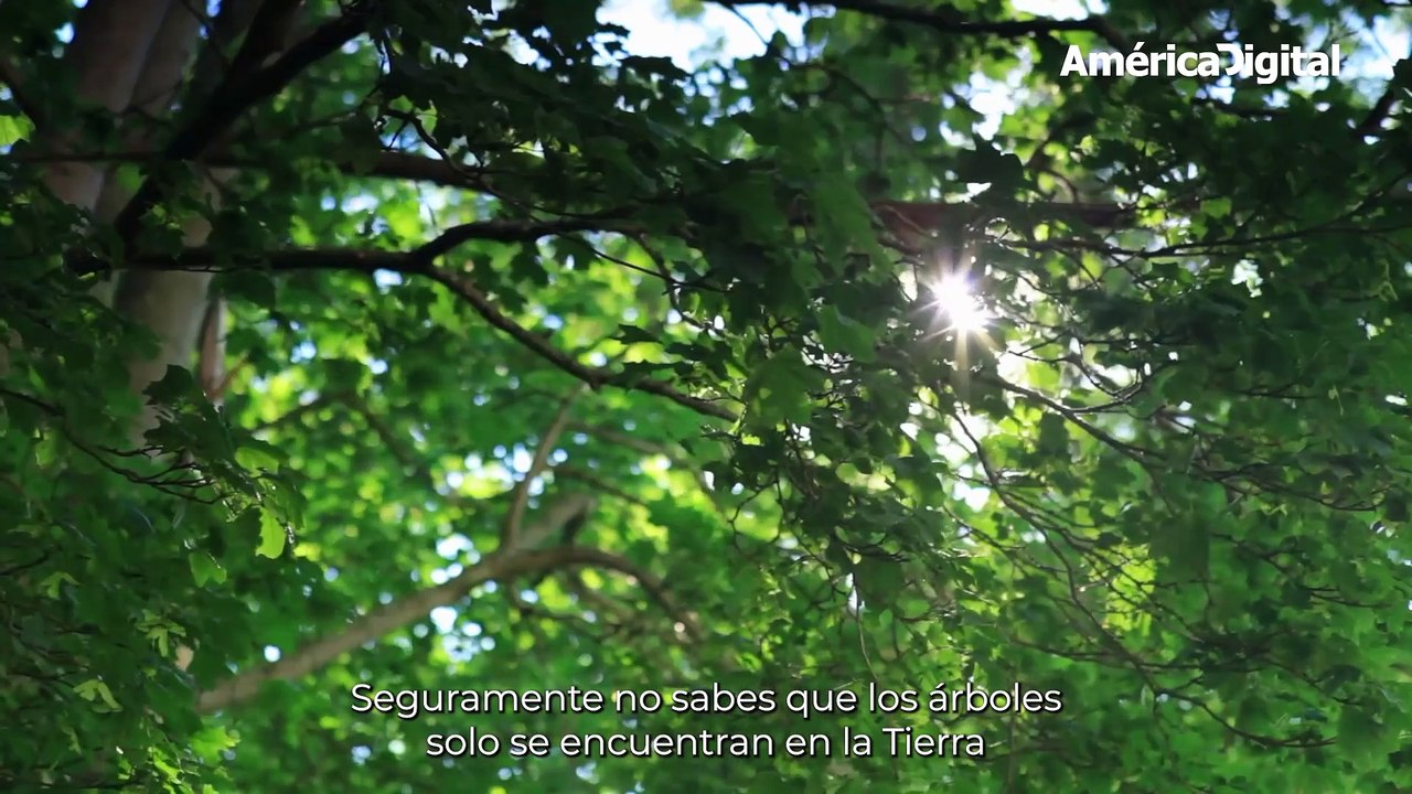 Datos curiosos de los árboles para entender su importancia en la naturaleza