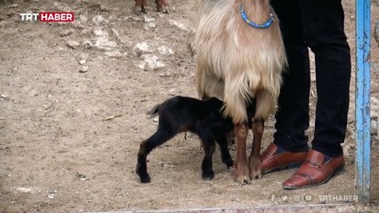 Kilis'te üç ayaklı oğlak dünyaya geldi