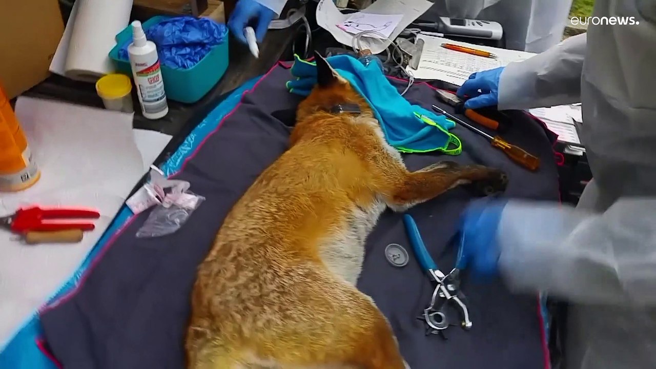 Tausende Füchse leben mitten in Berlin