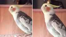 Milliyetçi papağan sosyal medyada gündem oldu! Söylediği türküyü dinleyenlerin kulağının pası siliniyor