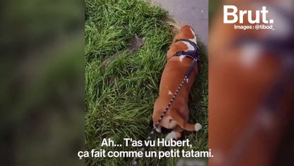 Tibod est dog-sitter : il promène des chiens