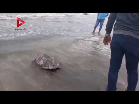 إعادة سلحفاة بحرية نادرة بمحل لبيع الأسماك بالمنصورة لمياه المتوسط