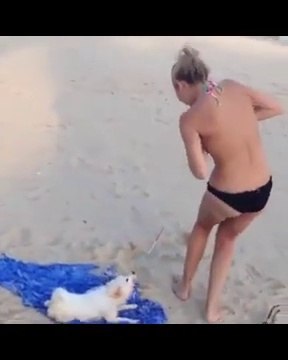 Funniest Animals - Best Of The Animals compilation Funny Animals Videos - Cutest Animals Ever