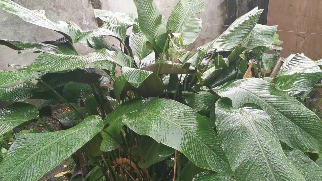 Big Leaves and rainfall
