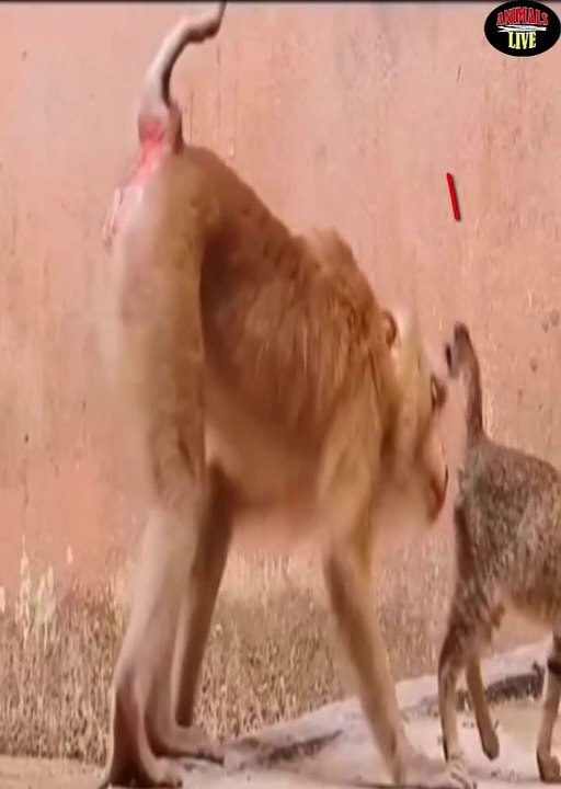 القرد والقطة