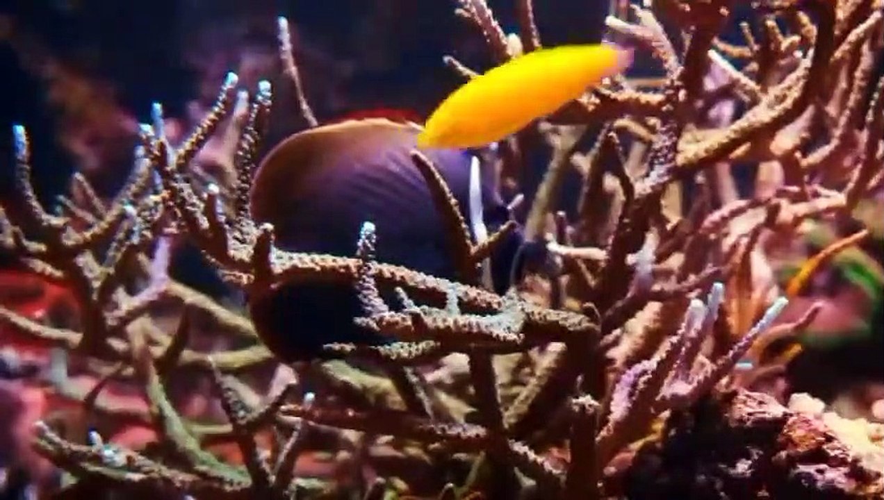 Amazing underwater world,animals with relaxing and sounds.