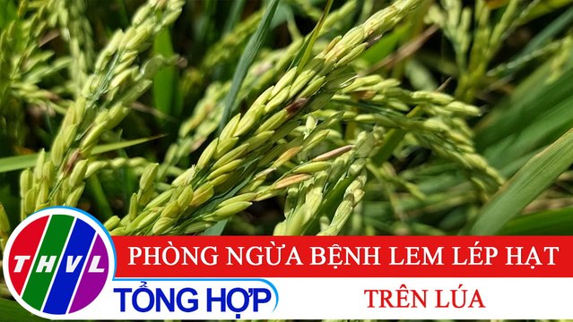 Nông nghiệp bền vững: Phòng ngừa bệnh lem lép hạt trên lúa