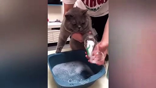 Funny pets